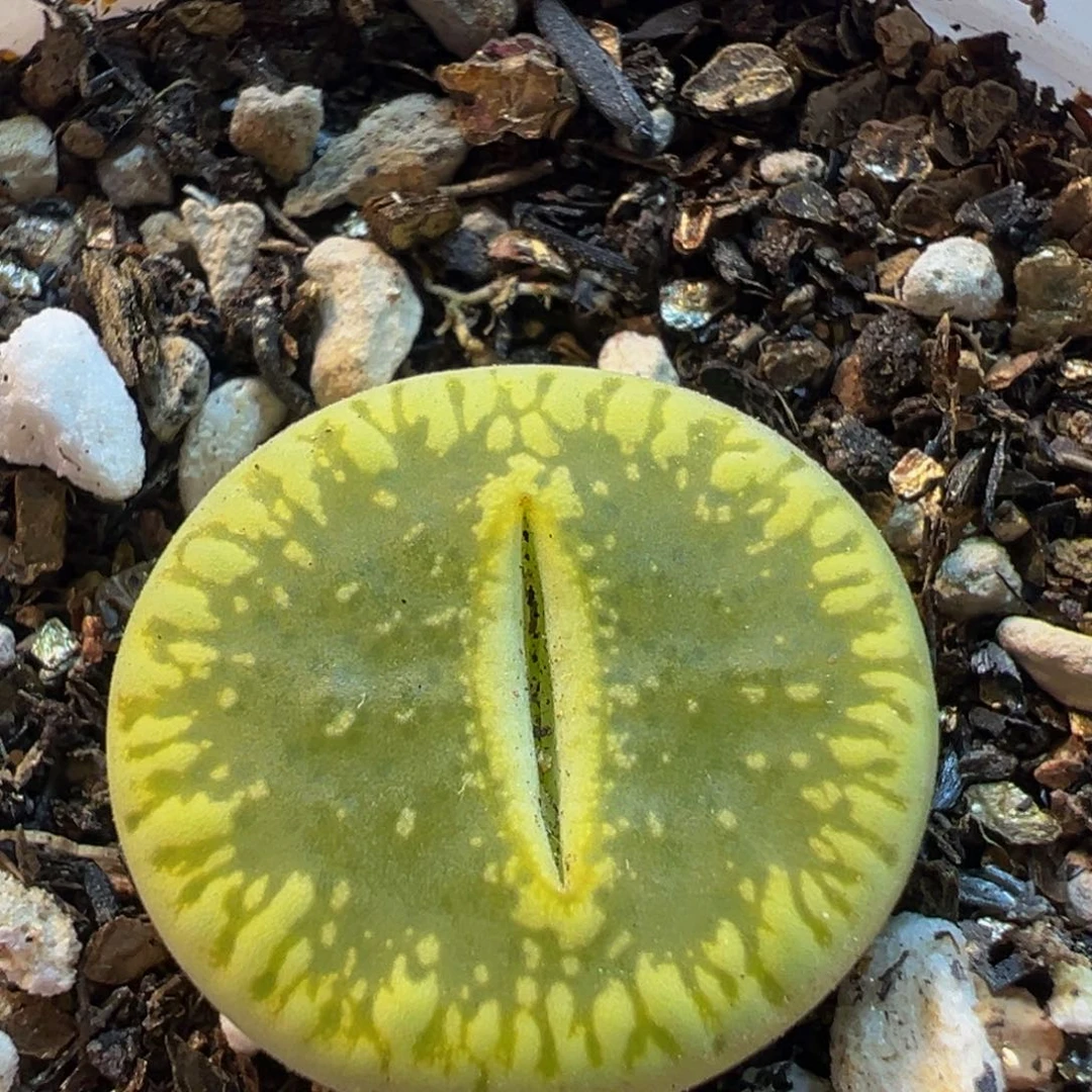 52多肉植物百科植物