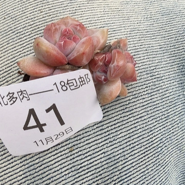 宝***呀41 号到手1框—…一物一拍