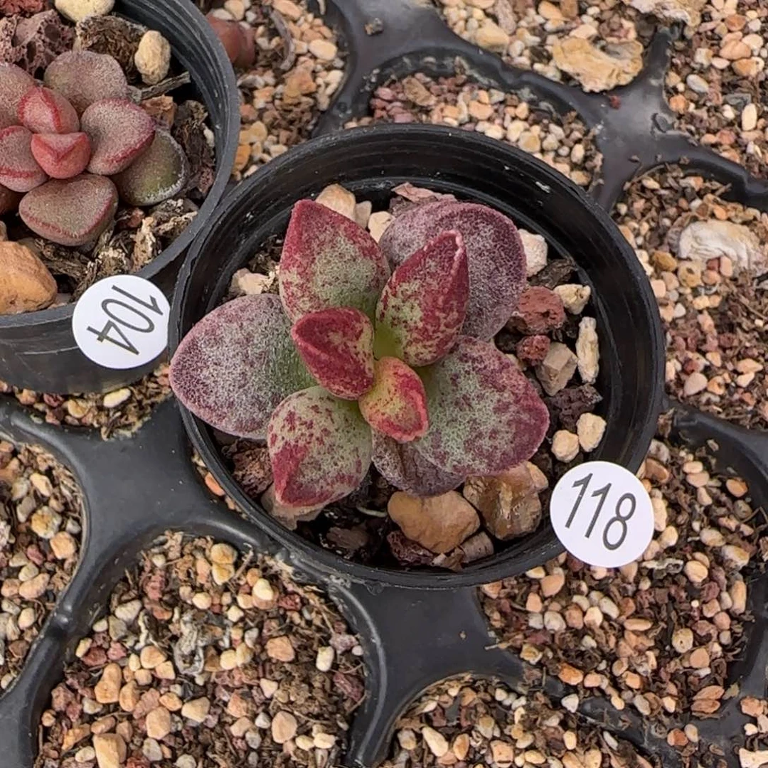 艾薇水泡多肉植物118