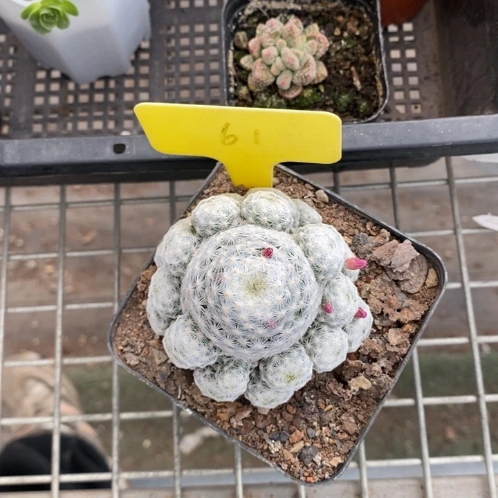 伯克利和他的朋友们在一起的