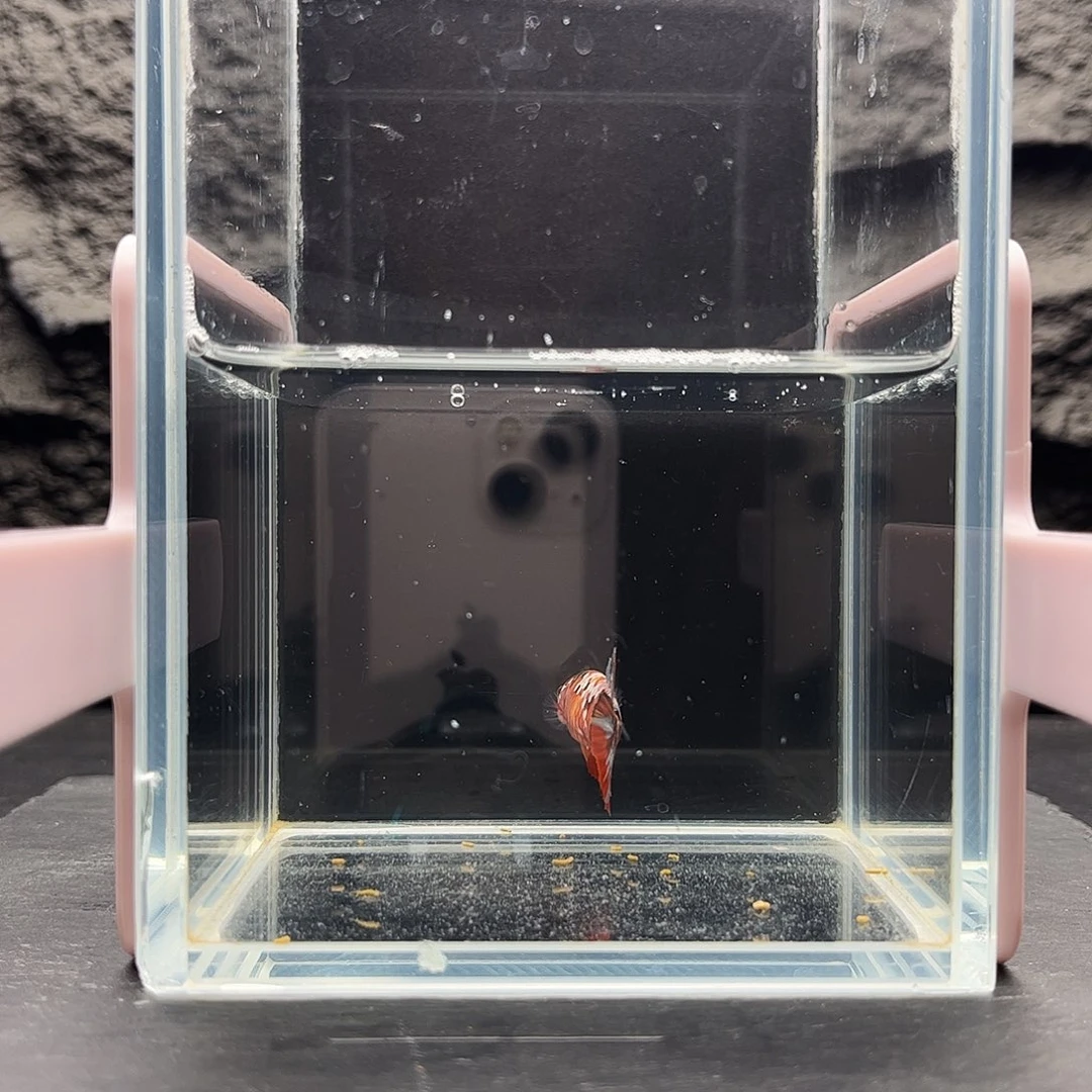 海水鱼宙斯斗鱼竞拍12-05