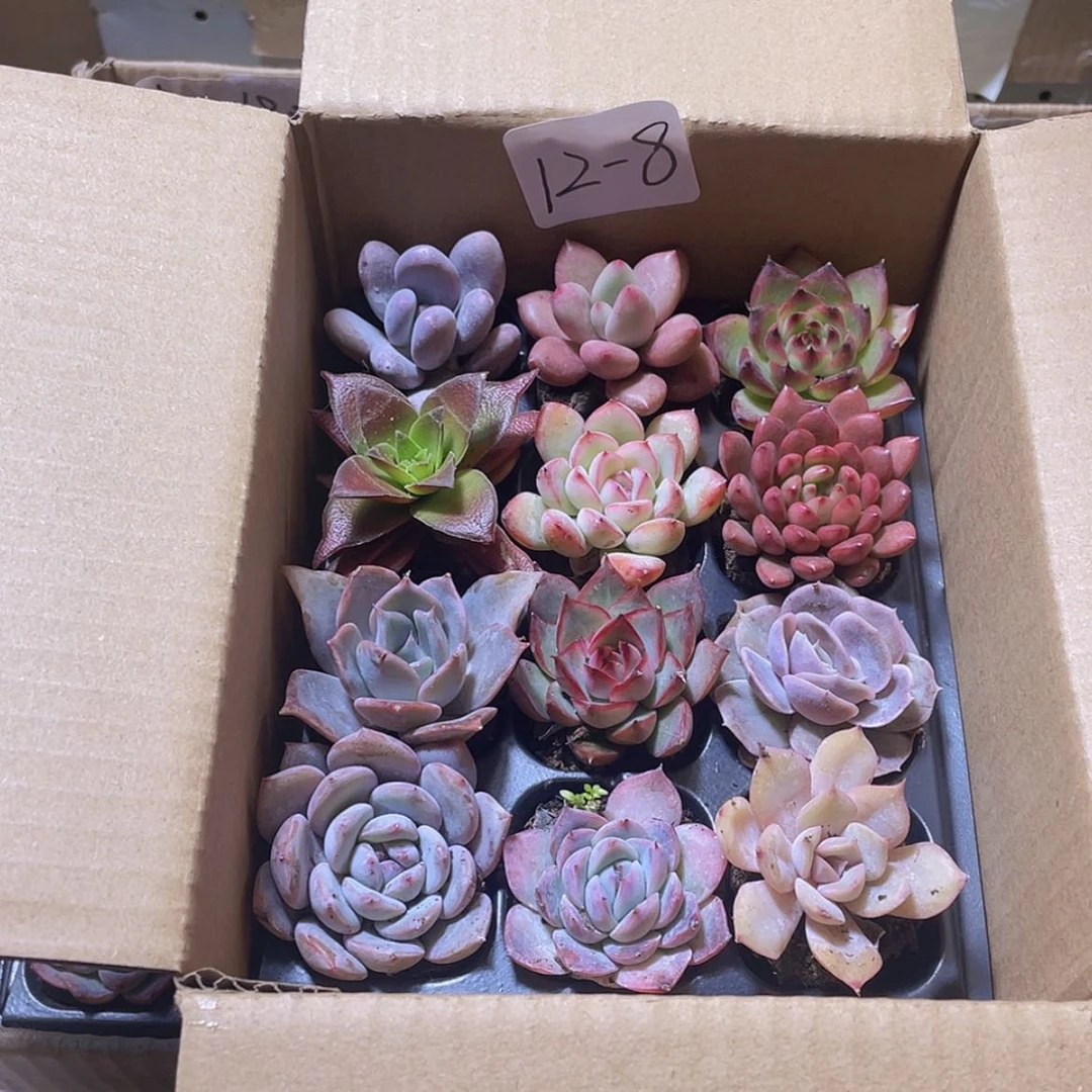 【闪购商品】12颗-8号约3-5厘米