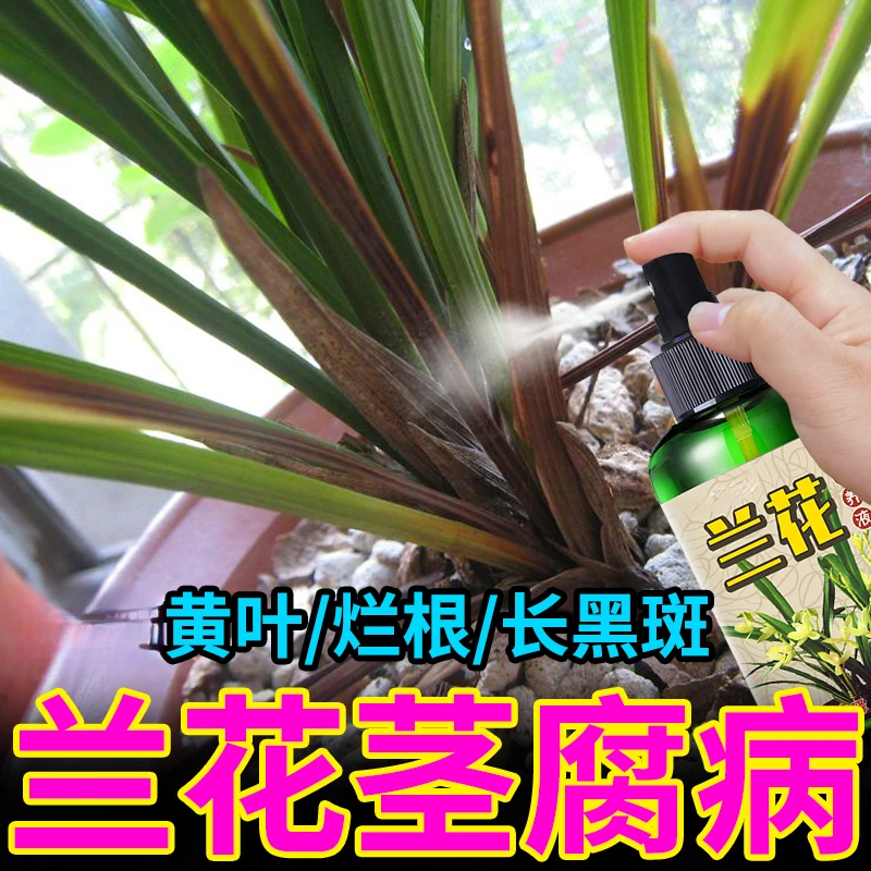 兰花黄叶专用营养液磷酸黄叶长黑斑空根烂根软腐病免稀释有机肥料
