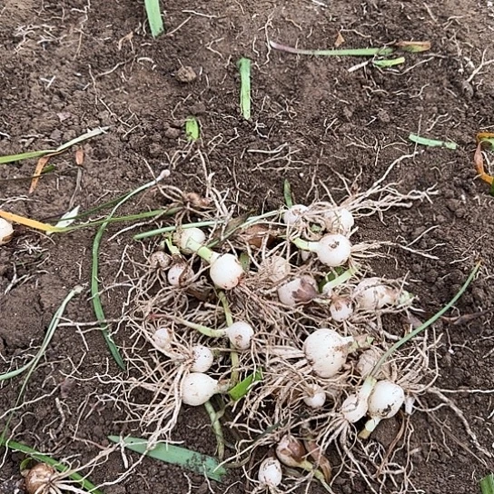 秃头小苗杂交开花无售后开盲盒30个