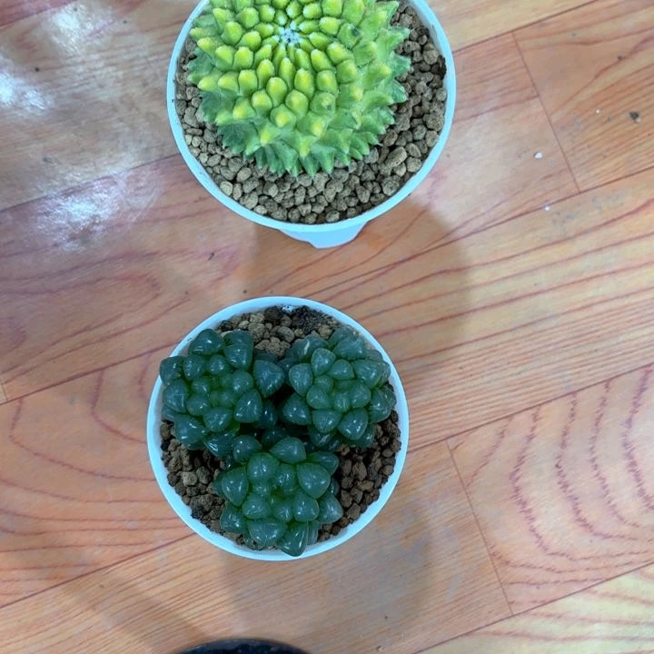 菠萝球+三颗种好白盘小叶冰灯