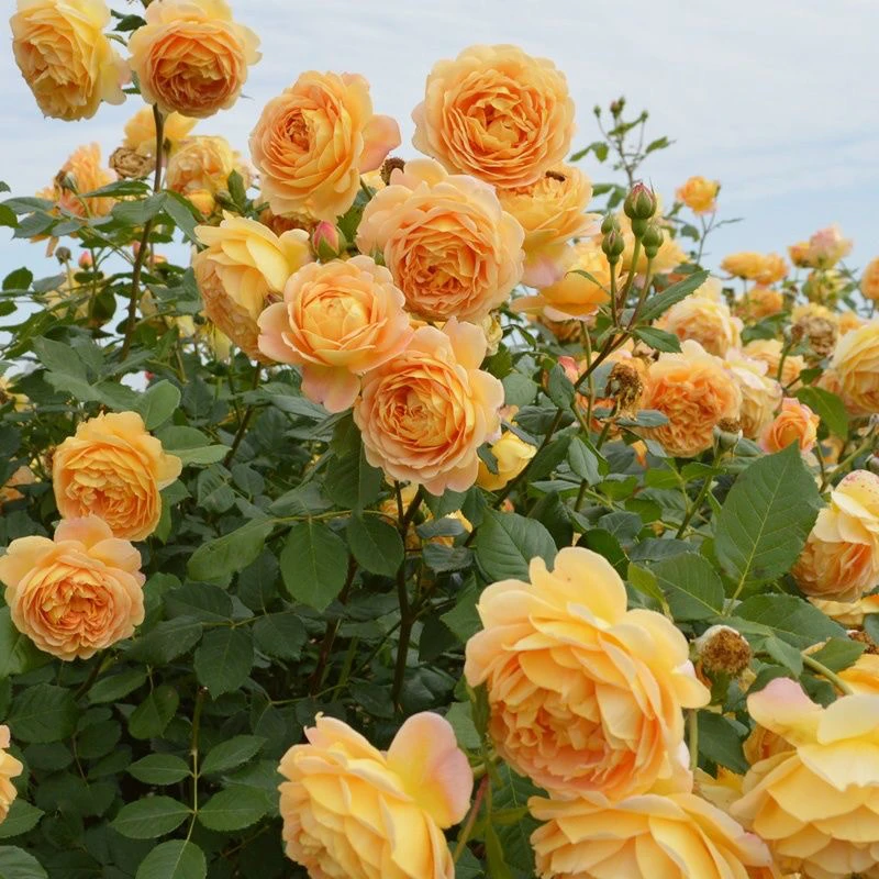 精选大花浓香月季黄金庆典大型爬藤月季勤花浓香地栽