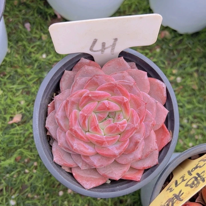 健健康康平平安安