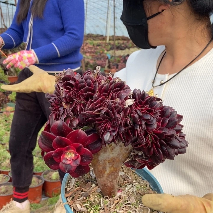 014美杜莎老桩朵朵