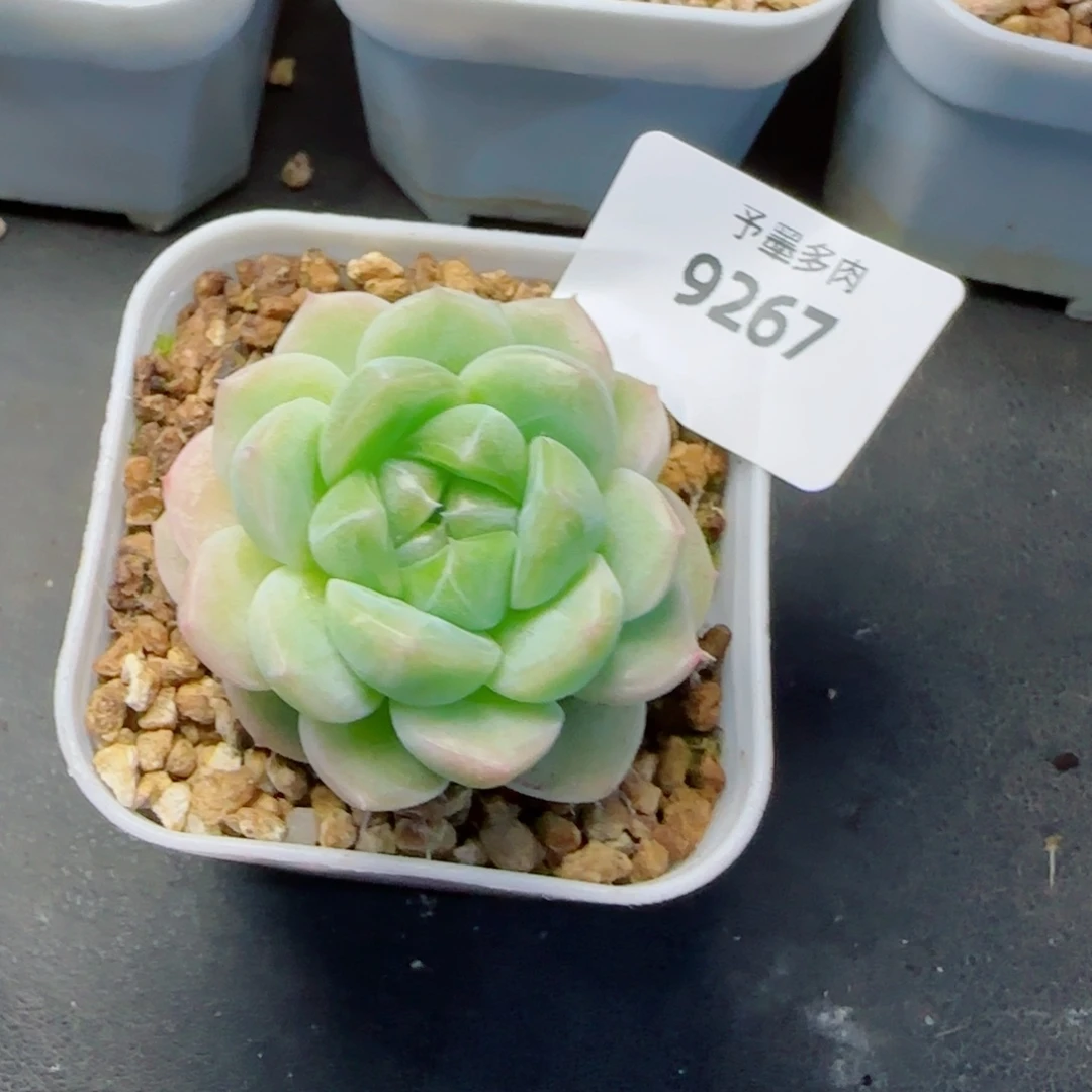 新品，c2，9267多肉植物
