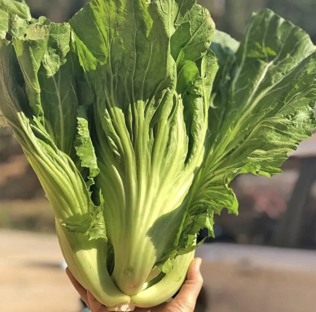 包心甜芥菜种子 四季阳台酸菜农家蔬菜种子菜园地播种植生长容易