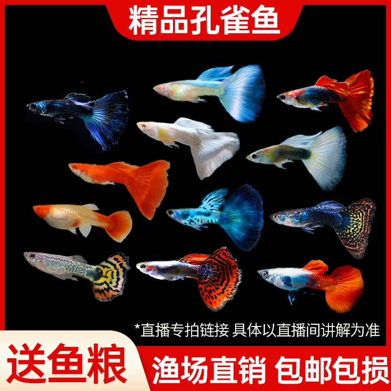 孔雀鱼小型热带观赏鱼精品好养耐活淡水鱼苗凤尾热带鱼