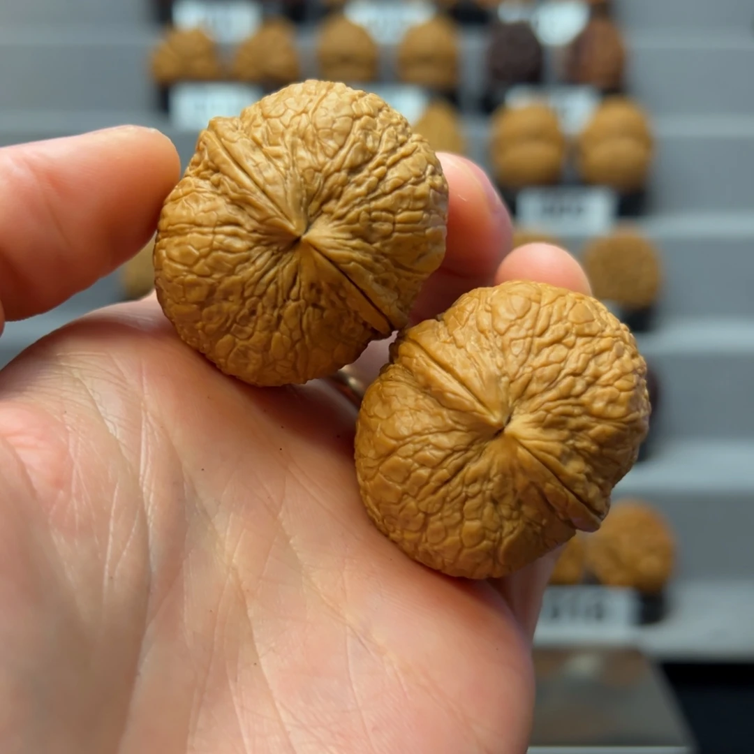 文玩核桃把件40尺寸铁龙珠