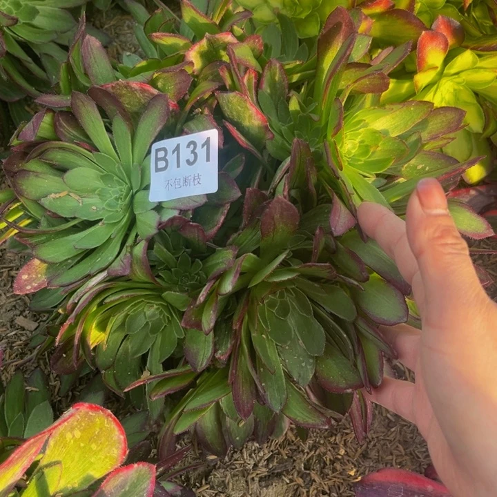 131万花筒多肉法师不包断枝