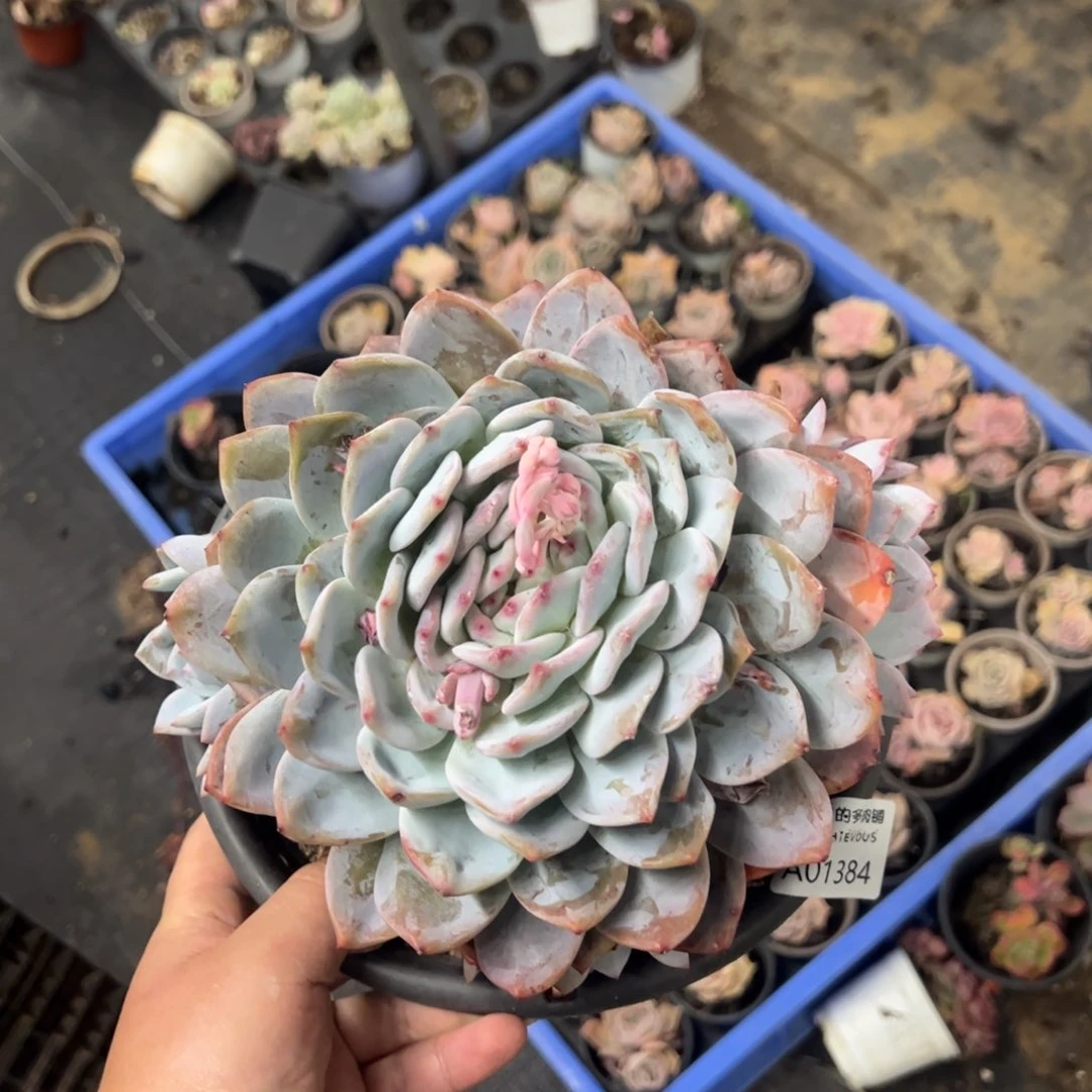 橙梦露1536一物一拍