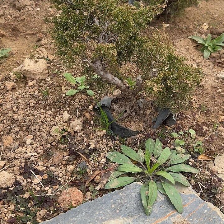 飞***哥无花朵盆栽植物宫阪系鱼川