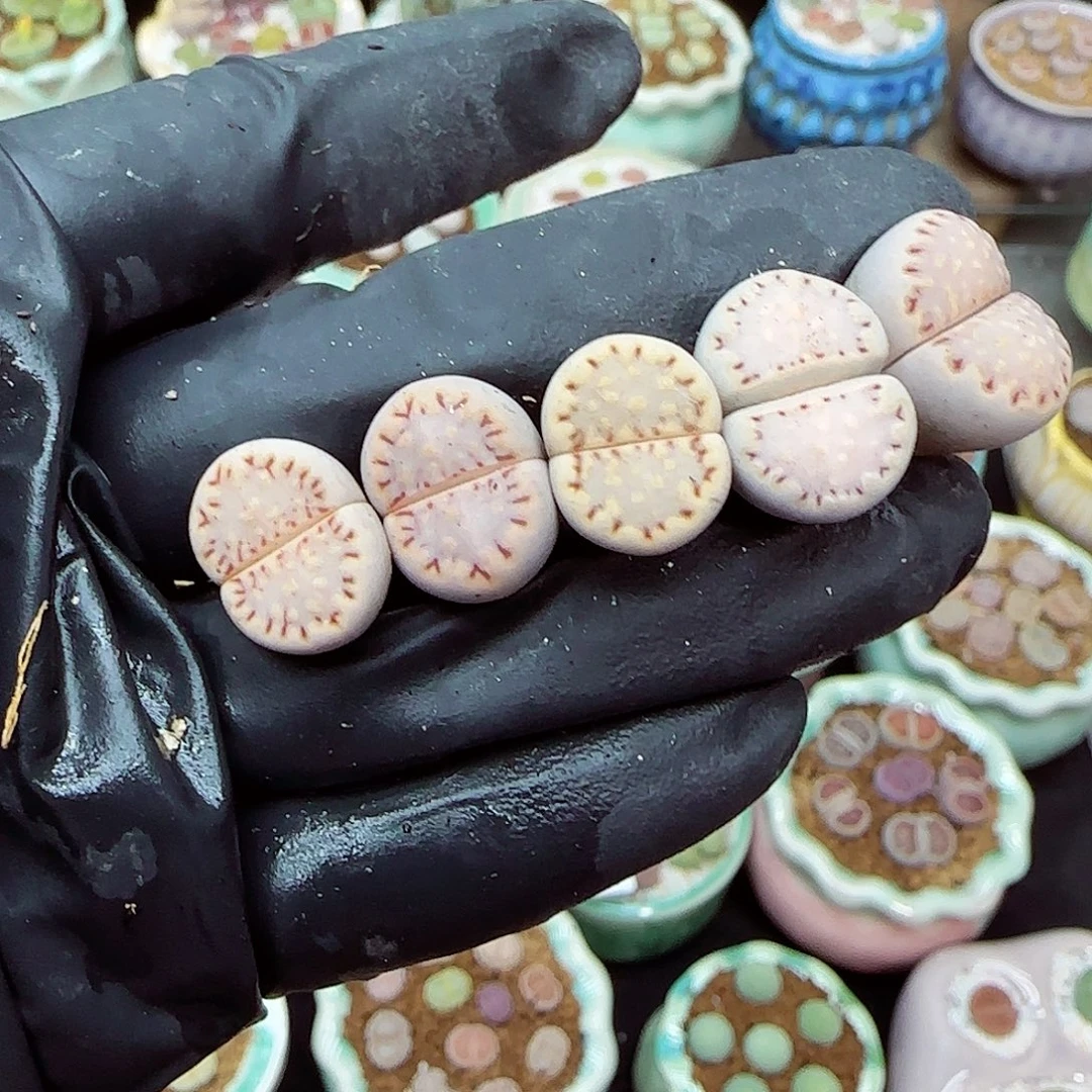 生石花满18包邮1105-54