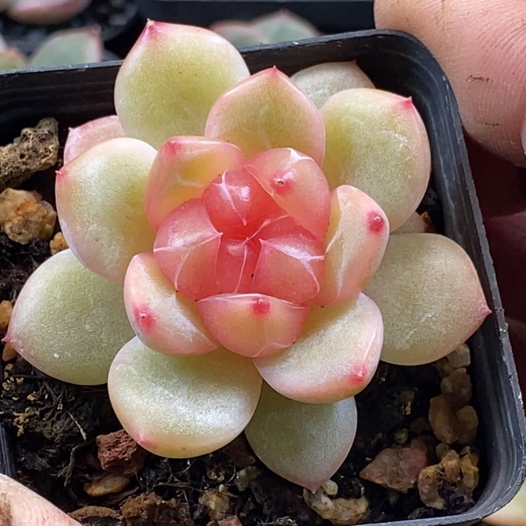 天官赐福百无禁忌