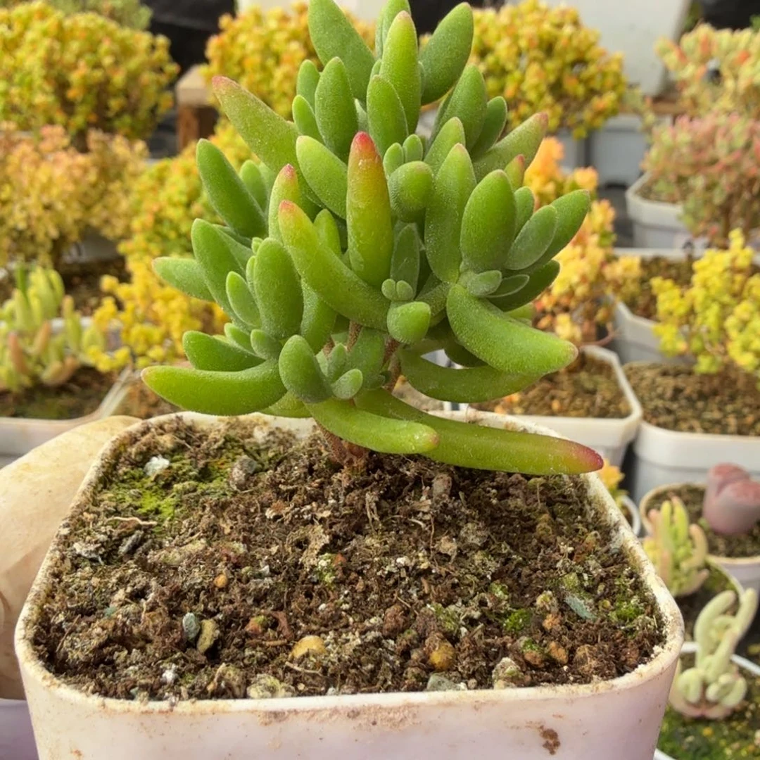 A732香蕉枝干28元包邮