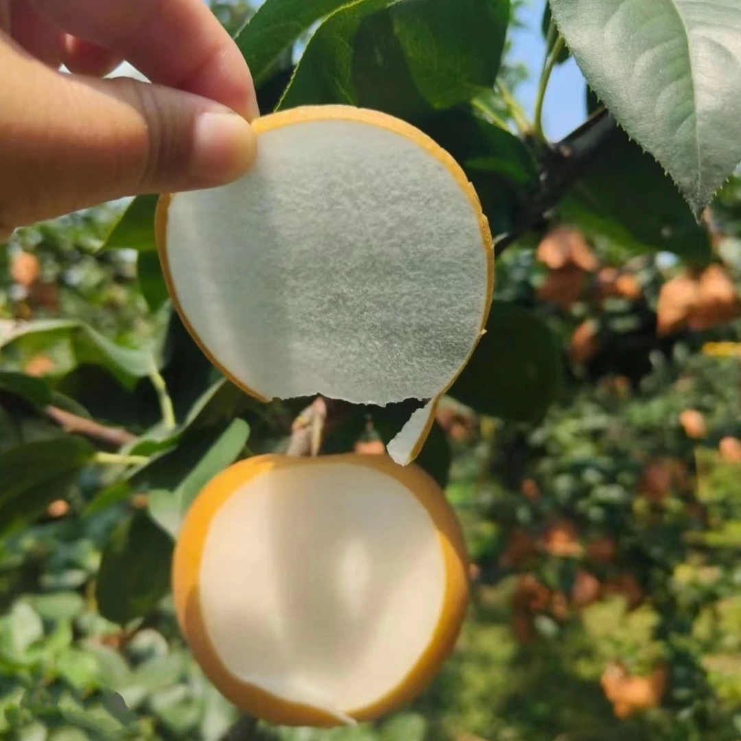 【顺丰京东】山东头茬秋月梨产现摘脆甜多汁当季水果中秋送礼佳品