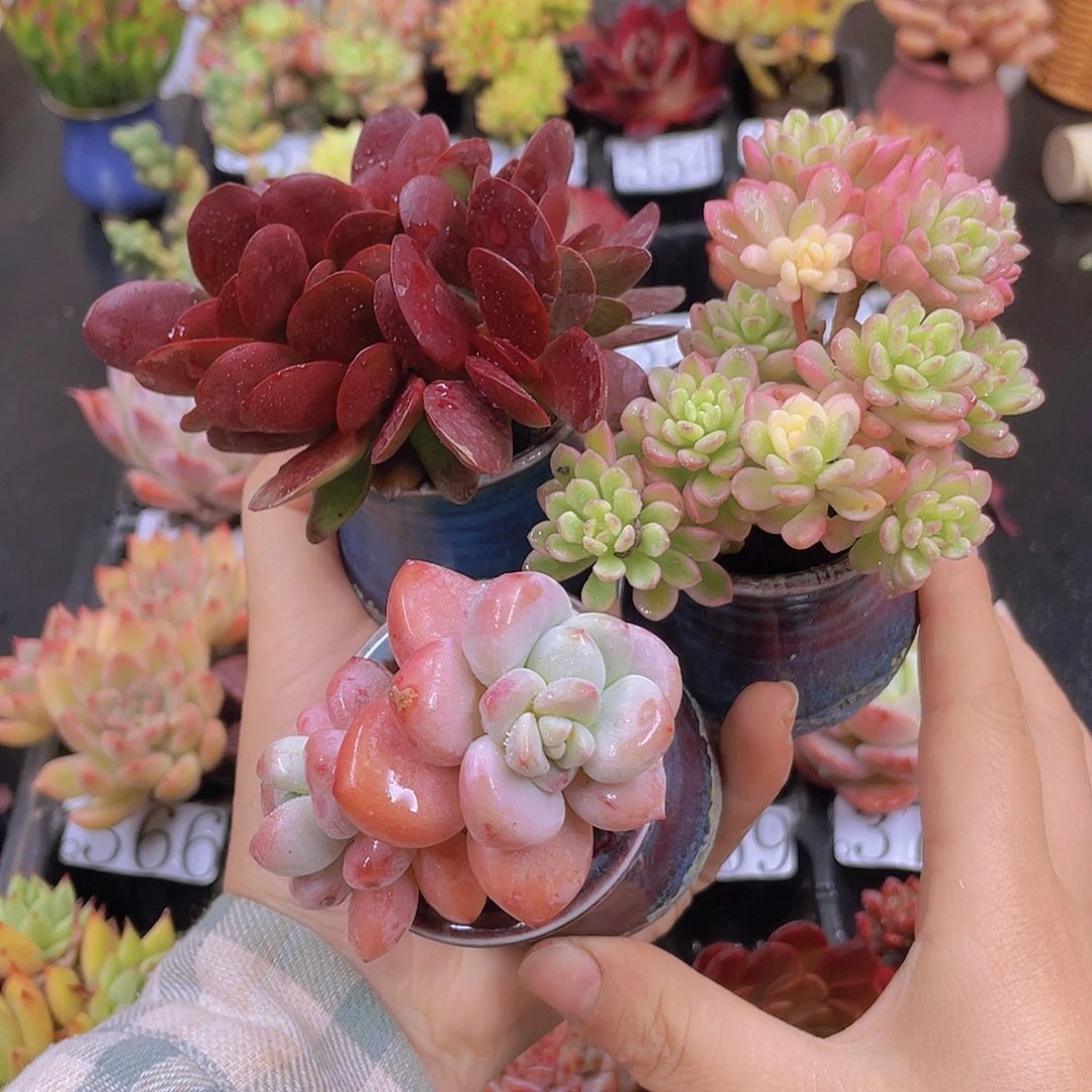 多肉无土栽培多肉植物