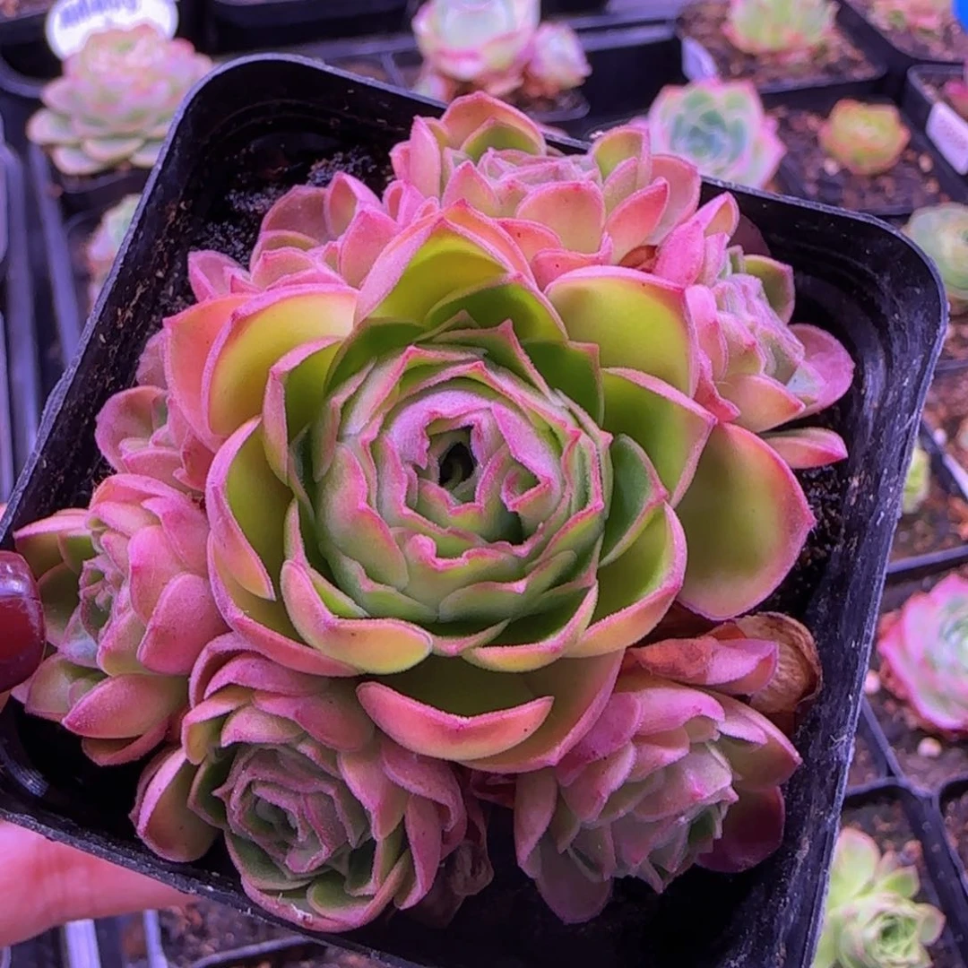 四月天山地玫瑰-865