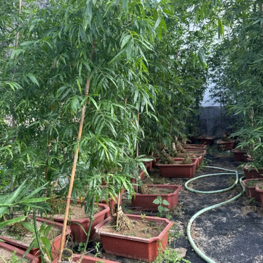 小叶簕竹熟桩直播间一物一拍