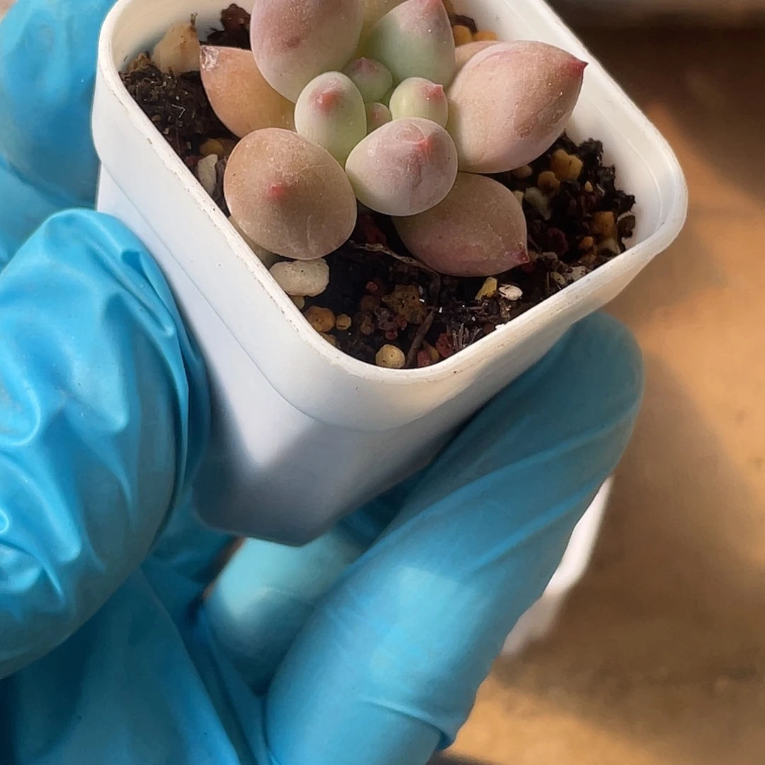 春暖花开一物一拍