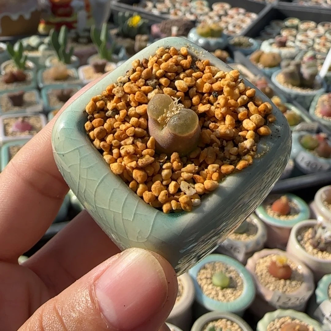 1492--一物一拍 带盆