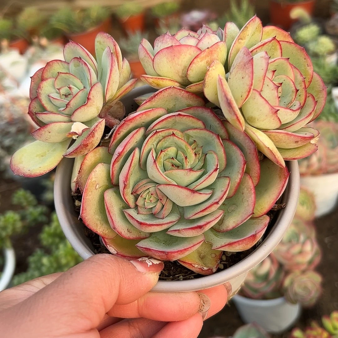 多肉植物牡丹亭群