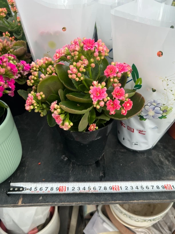 长寿花盆栽室内植物四季开花不断重瓣花卉带花苞