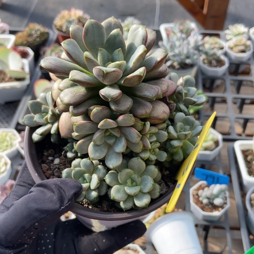 731葡萄多肉植物多肉