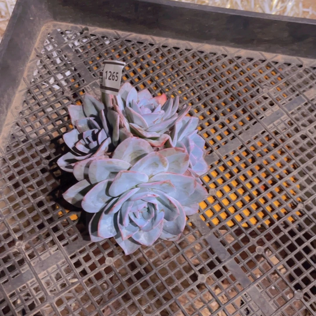 三***糕布鲁蓝多肉植物1265