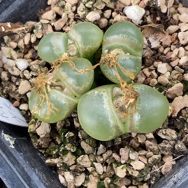 2698大四头粉红少女。