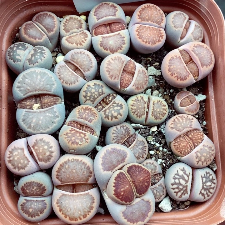 紫*儿我是一只小小鸟地域鬼的人089