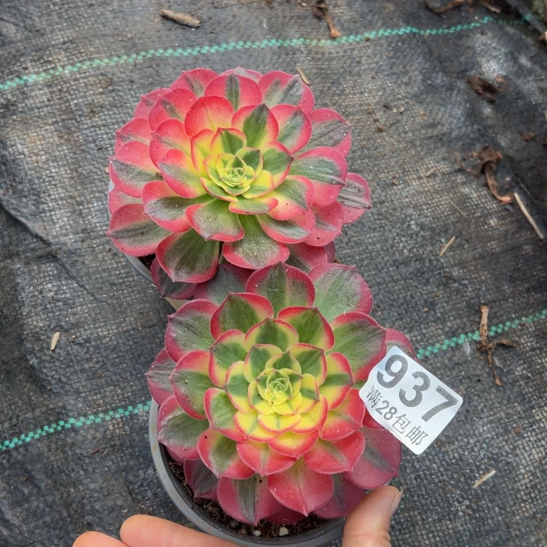 多肉植物937海仙花脸两颗单头