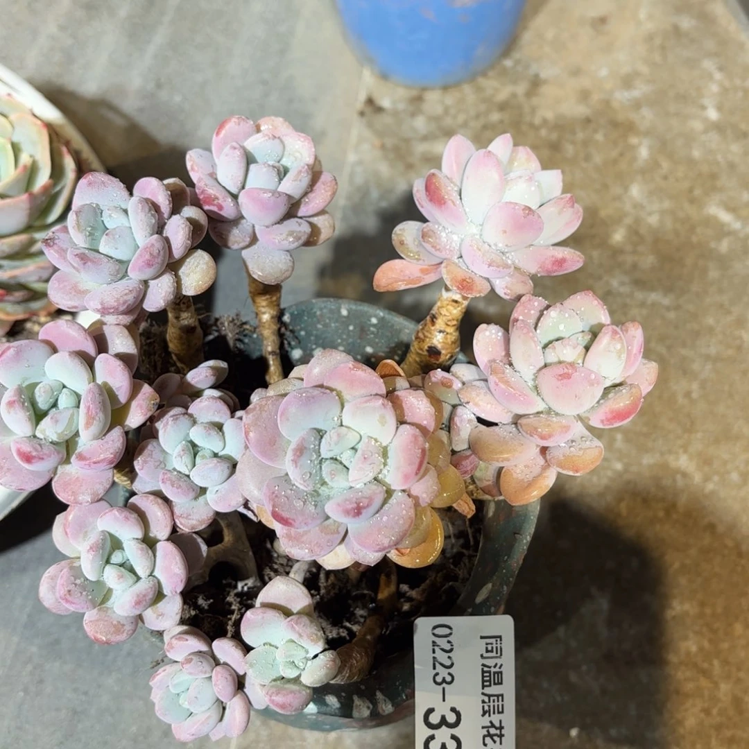 同温层多肉337白露