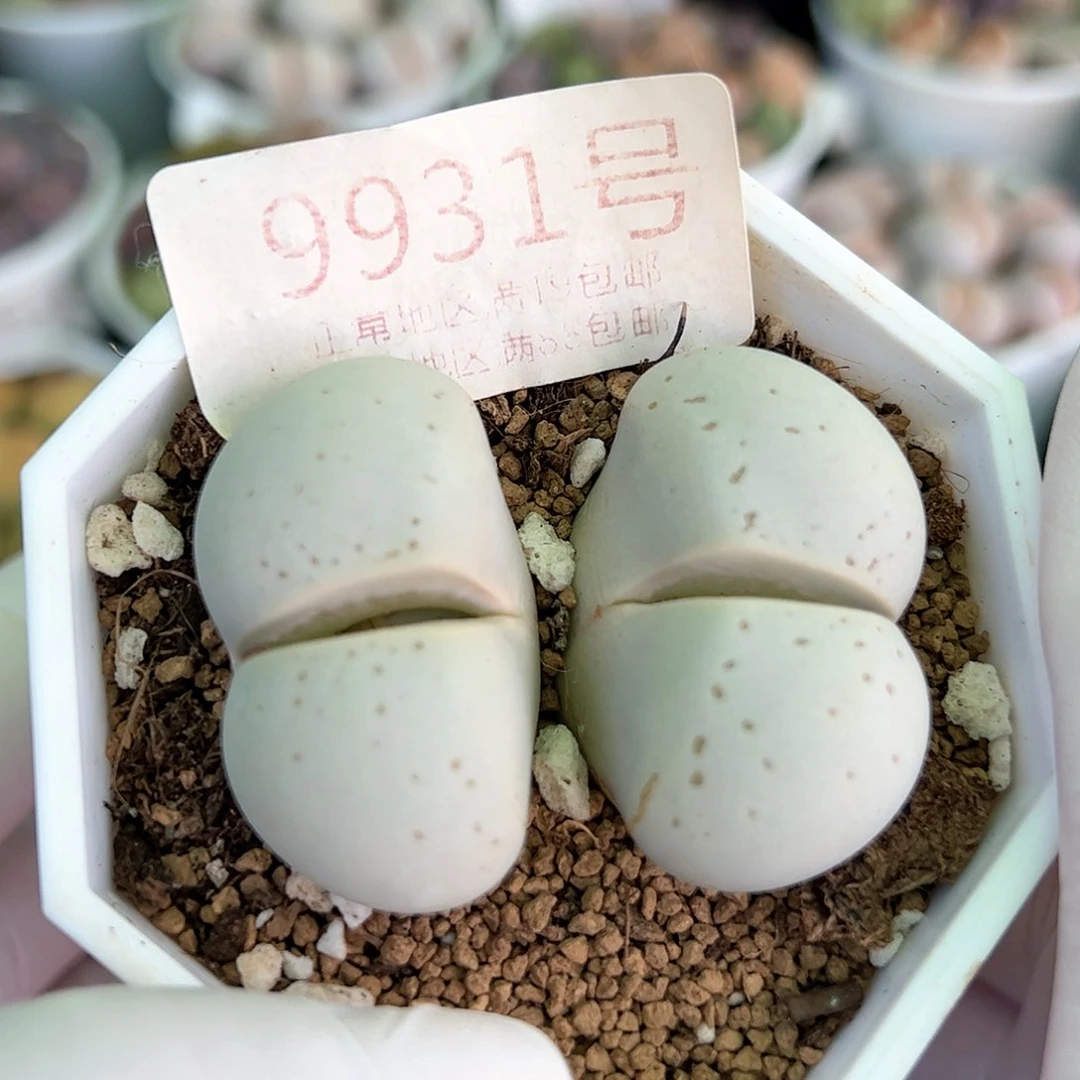 好养易活生石花大母本9931