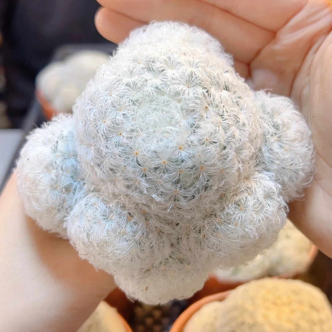 实生白星群8.5公分脱土