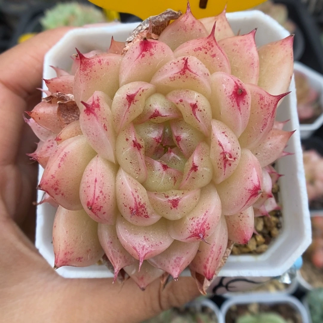 油透麦秆群生3979号