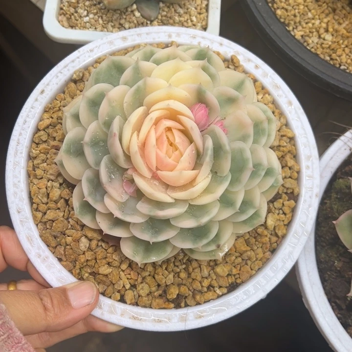 昂斯洛锦 不单独发货