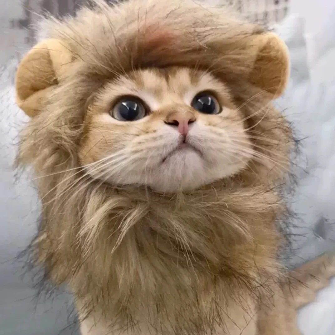 可爱搞怪猫咪狮子头套宠物变装头饰秋冬保暖适用