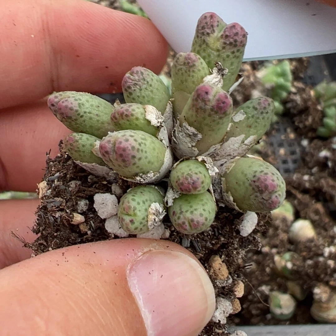 24-05斑马多肉植物