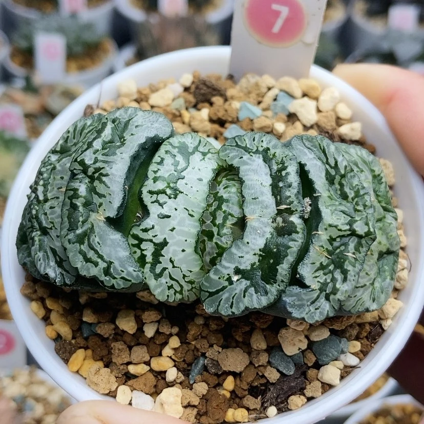 【闪购商品】7玄武帝玉扇