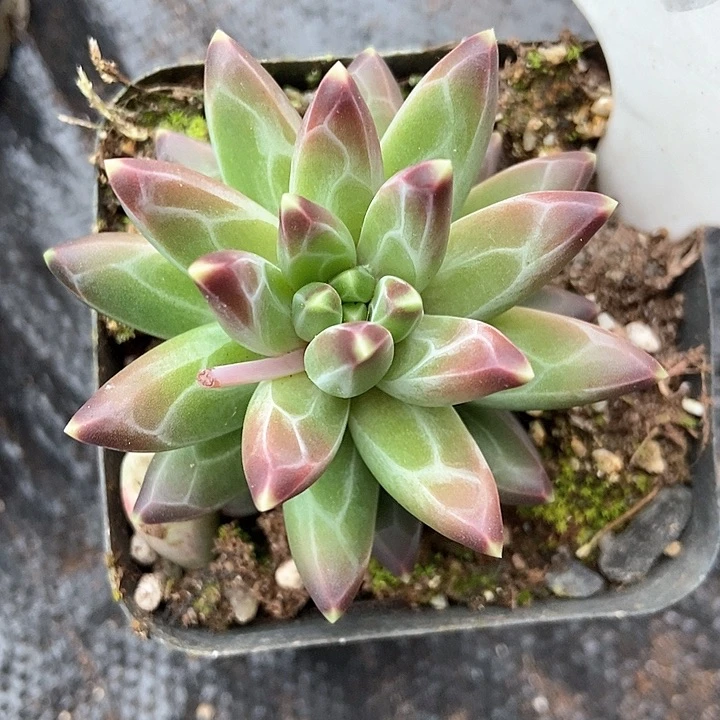 多肉植物1001多肉