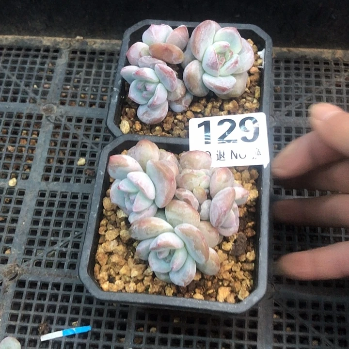 星影石榴籽福利出咯 129