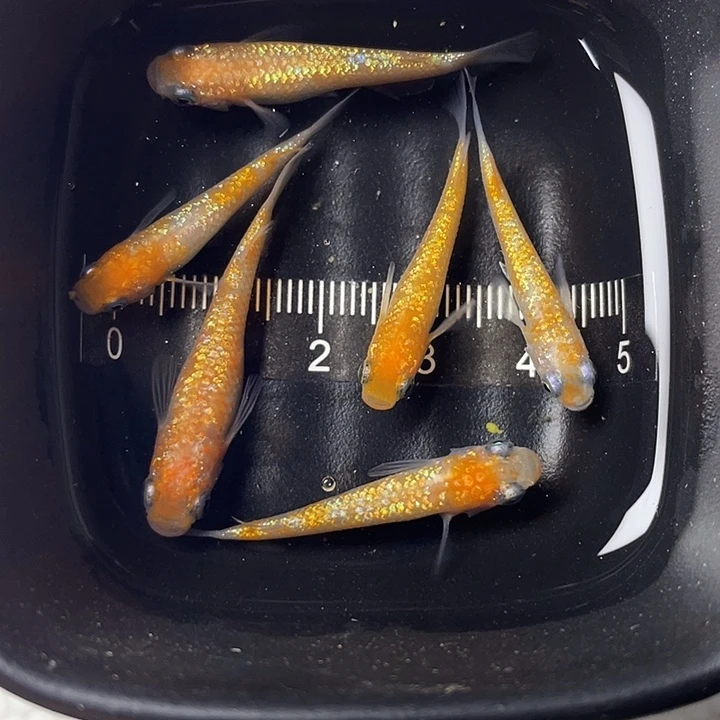 青鳉鱼王华6条，4号。满10包邮，可叠单