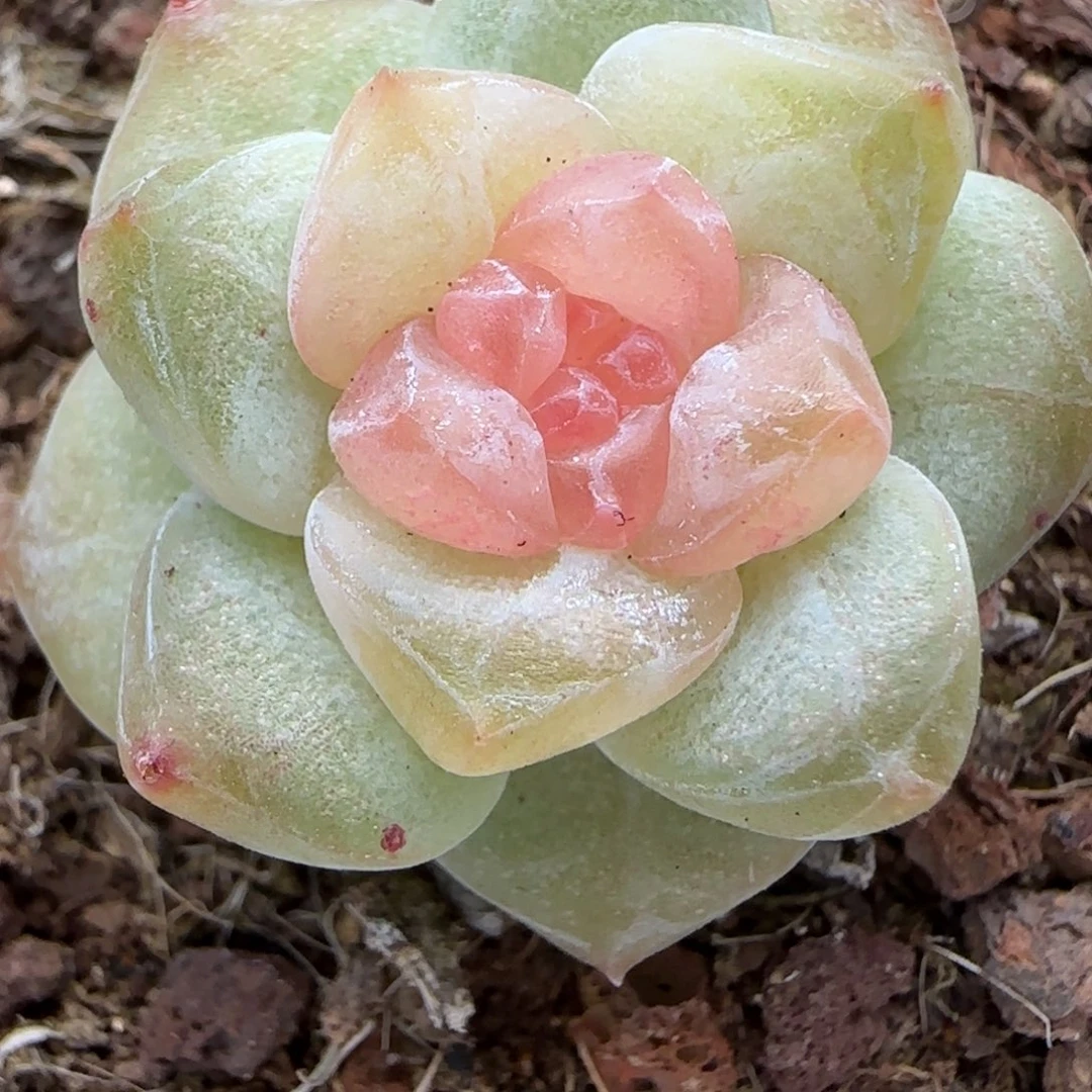 【满29包邮非偏远】150三公分