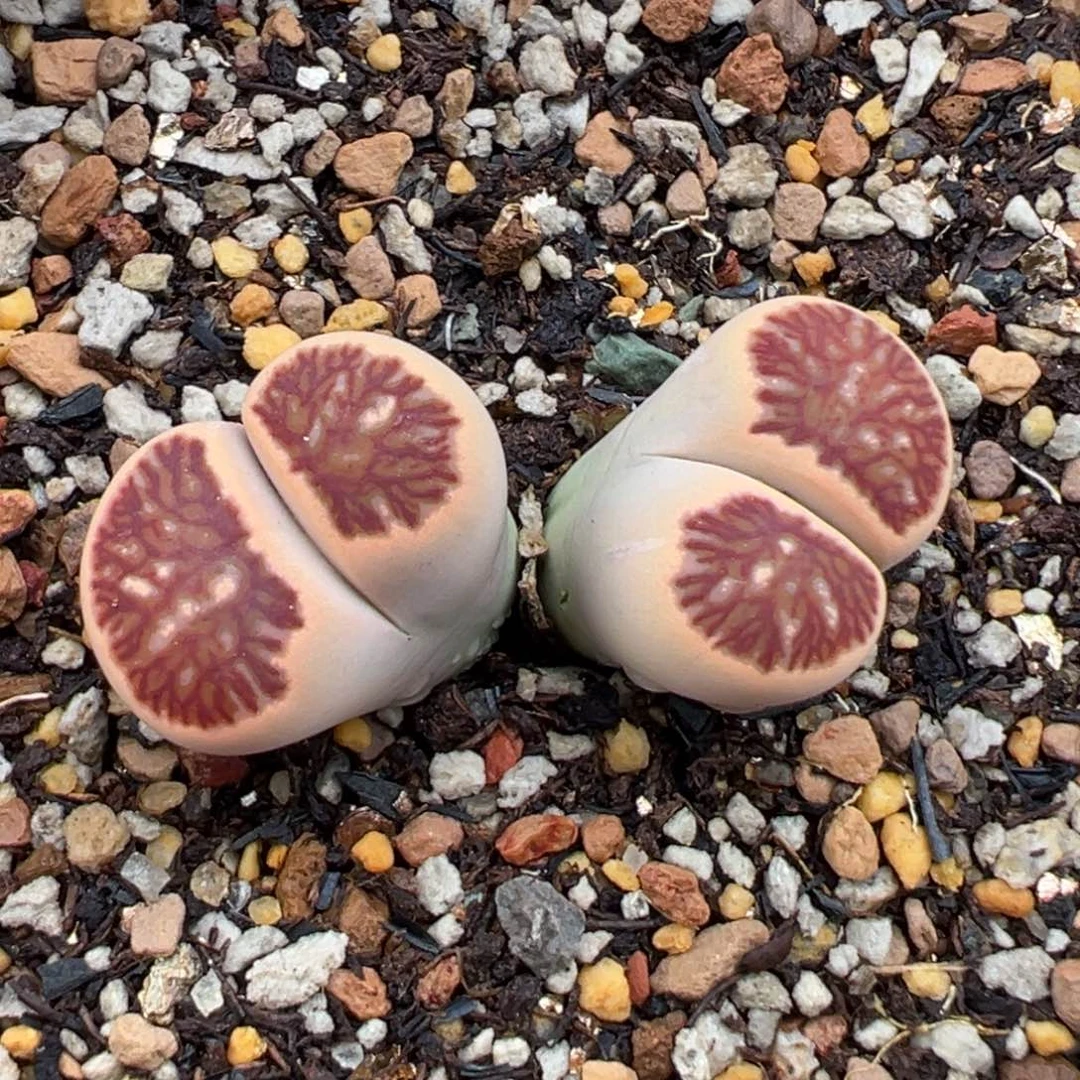 8.28好看的多肉脱土发货724