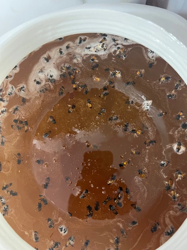 全家福（槐花、苹槐、椴树、酸枣、荆条蜜）各一瓶