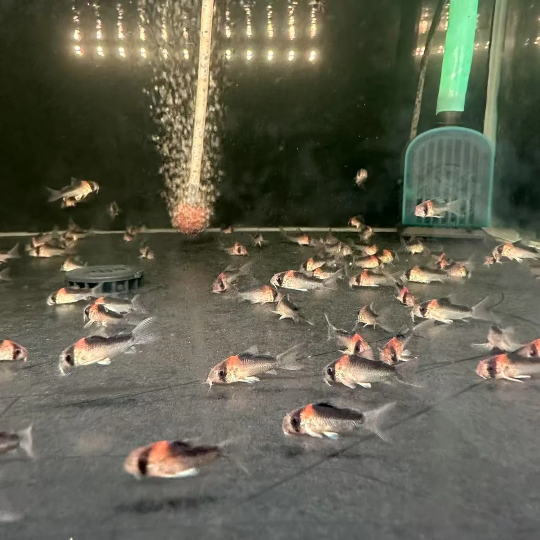 小奕水族人工鼠鱼红帆活动黑金红头红帆活体